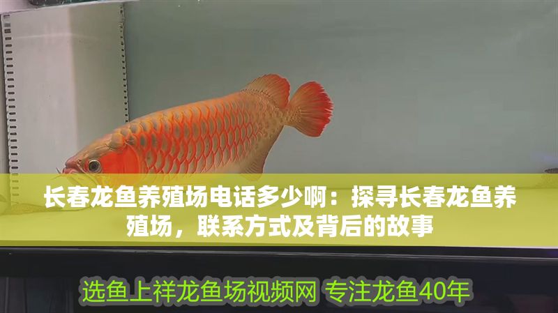 長春龍魚養(yǎng)殖場電話多少?。禾綄らL春龍魚養(yǎng)殖場，聯(lián)系方式及背后的故事