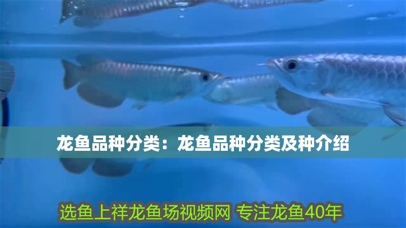 龍魚(yú)品種分類：龍魚(yú)品種分類及種介紹