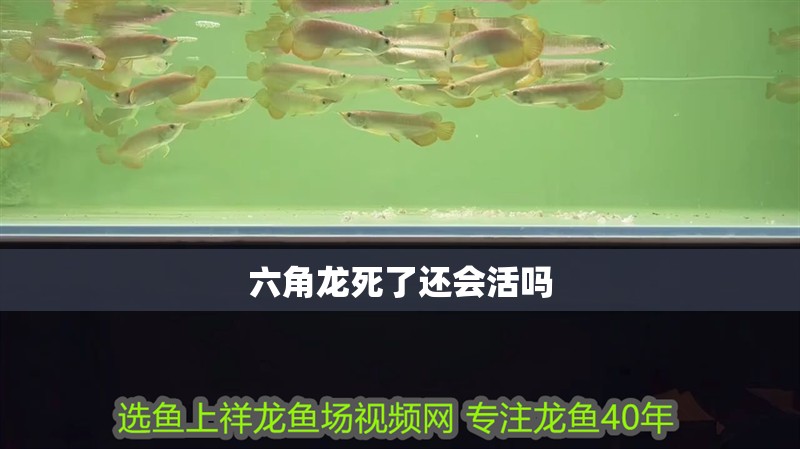 六角龍死了還會活嗎