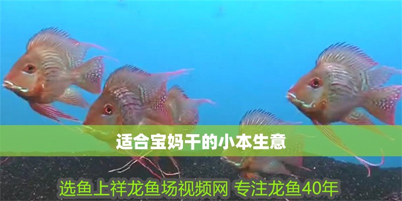 適合寶媽干的小本生意