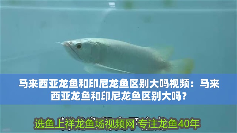 馬來西亞龍魚和印尼龍魚區別大嗎視頻：馬來西亞龍魚和印尼龍魚區別大嗎？