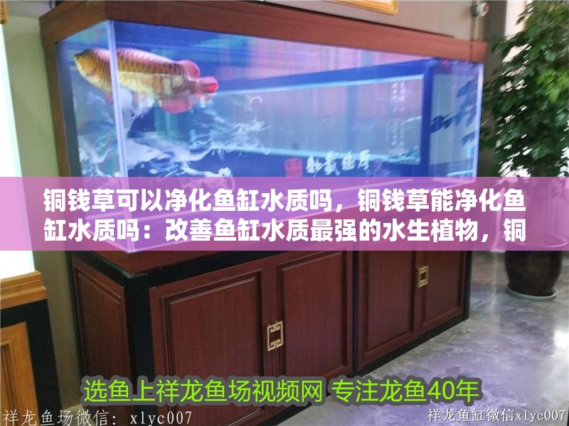 銅錢草可以凈化魚(yú)缸水質(zhì)嗎，銅錢草能凈化魚(yú)缸水質(zhì)嗎：改善魚(yú)缸水質(zhì)最強(qiáng)的水生植物，銅錢草可以凈化魚(yú)缸水質(zhì)嗎
