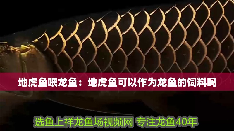 地虎魚喂龍魚：地虎魚可以作為龍魚的飼料嗎