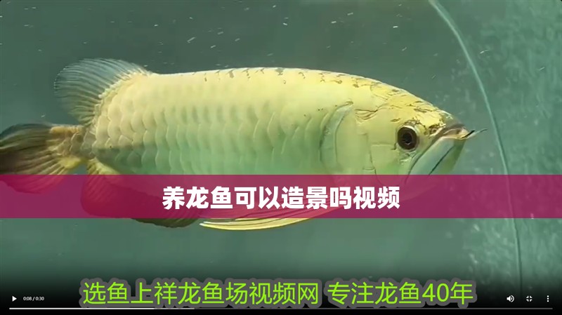 養(yǎng)龍魚(yú)可以造景嗎視頻