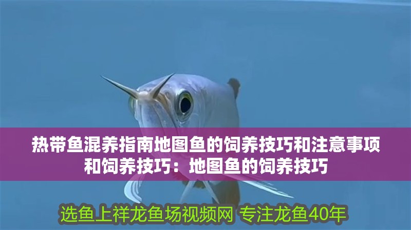 熱帶魚混養指南地圖魚的飼養技巧和注意事項和飼養技巧：地圖魚的飼養技巧