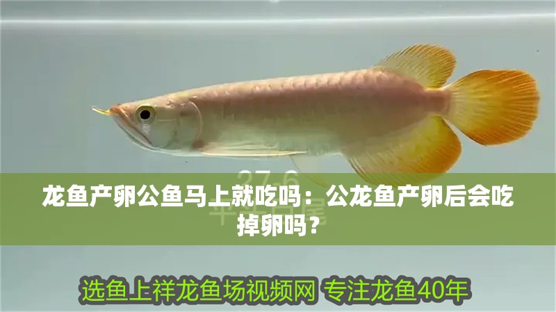 龍魚產卵公魚馬上就吃嗎：公龍魚產卵后會吃掉卵嗎？ 龍魚產卵公魚馬上就吃嗎：公龍魚產卵后會吃掉卵嗎？ 龍魚百科