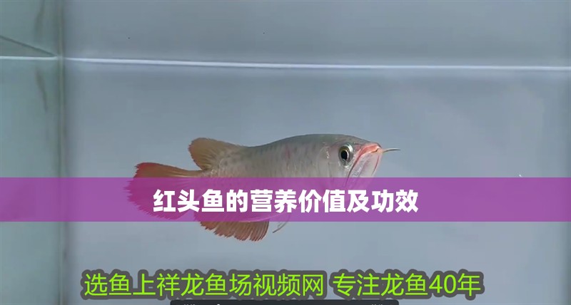 鸚鵡魚(yú)和銀龍魚(yú)混養(yǎng)怎樣喂食 紅頭魚(yú)的營(yíng)養(yǎng)價(jià)值及功效 龍魚(yú)論壇 紅頭魚(yú)的營(yíng)養(yǎng)價(jià)值及功效 紅頭魚(yú)的營(yíng)養(yǎng)價(jià)值及功效 龍魚(yú)論壇