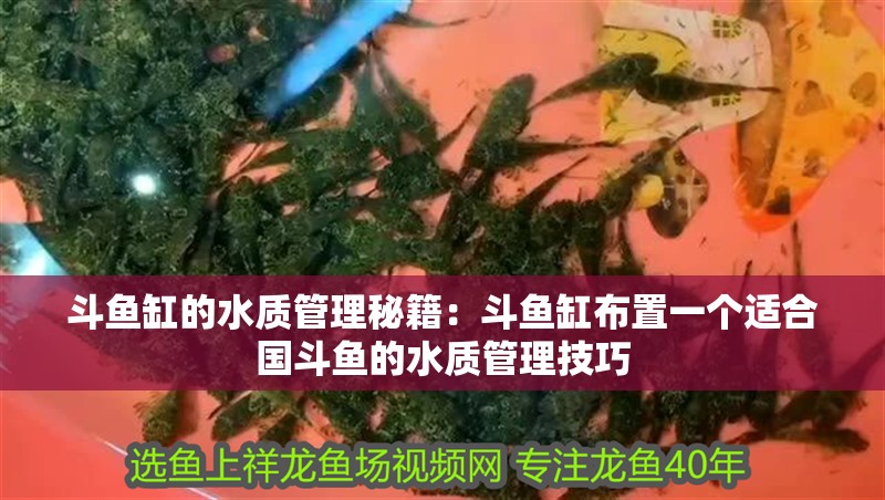 斗魚缸的水質管理秘籍：斗魚缸布置一個適合國斗魚的水質管理技巧