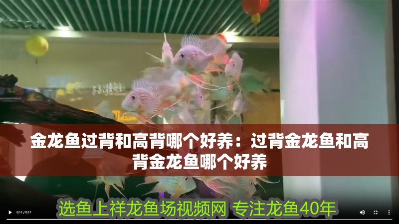 金龍魚過背和高背哪個好養：過背金龍魚和高背金龍魚哪個好養