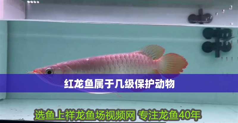 紅龍魚屬于幾級保護動物