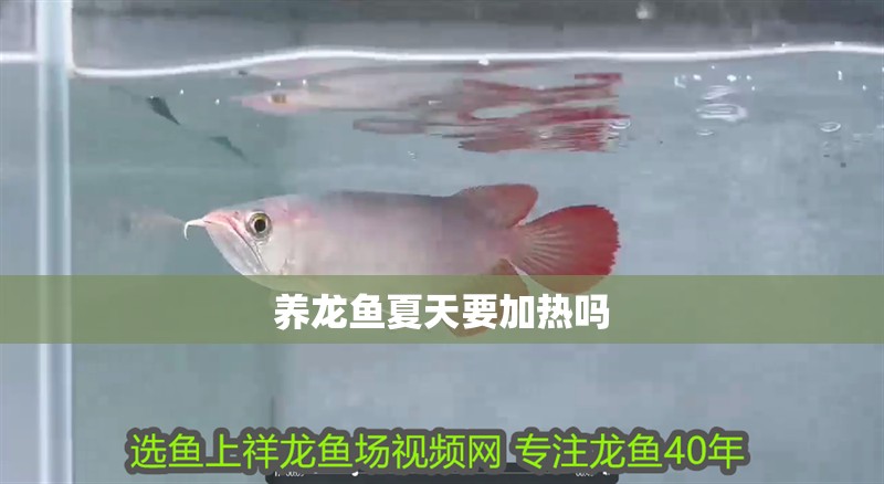 養(yǎng)龍魚夏天要加熱嗎