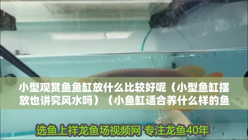 小型觀賞魚魚缸放什么比較好呢（小型魚缸擺放也講究風水嗎）（小魚缸適合養什么樣的魚？）