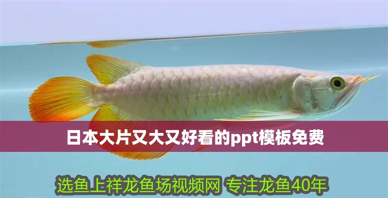 日本大片又大又好看的ppt模板免費