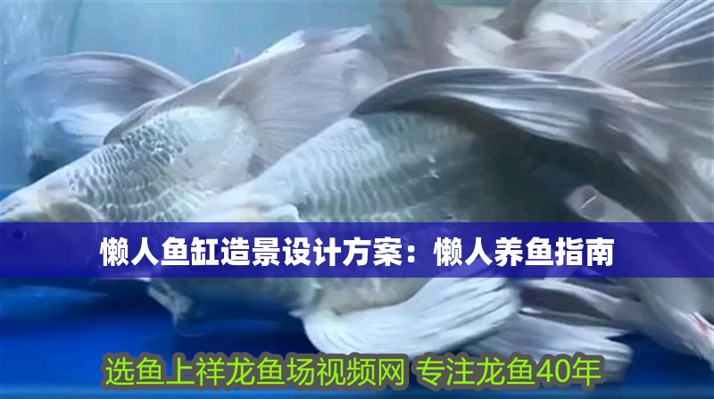 懶人魚缸造景設計方案：懶人養魚指南
