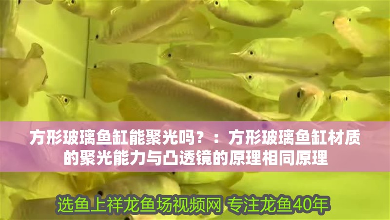 方形玻璃魚缸能聚光嗎？：方形玻璃魚缸材質的聚光能力與凸透鏡的原理相同原理
