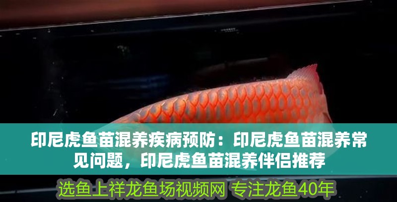 印尼虎魚(yú)苗混養(yǎng)疾病預(yù)防：印尼虎魚(yú)苗混養(yǎng)常見(jiàn)問(wèn)題，印尼虎魚(yú)苗混養(yǎng)伴侶推薦