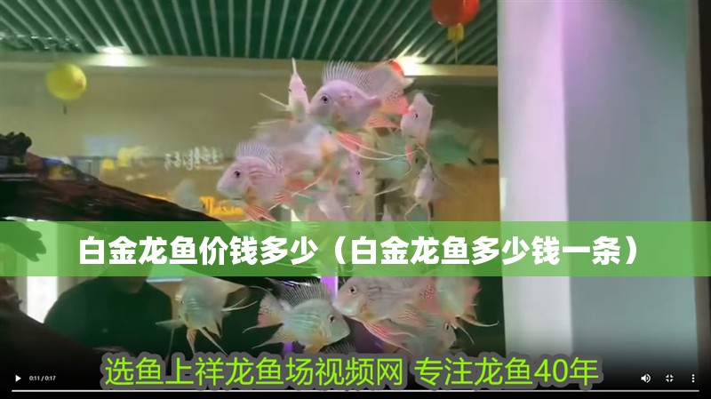 白金龍魚價錢多少（白金龍魚多少錢一條）