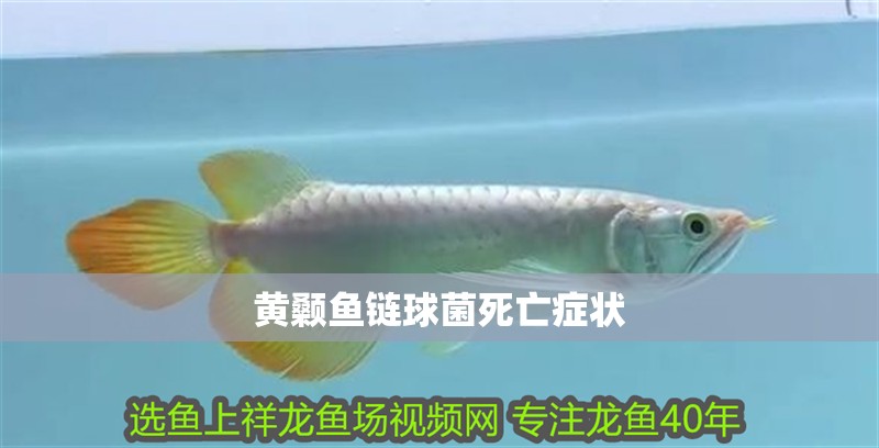 黃顙魚鏈球菌死亡癥狀