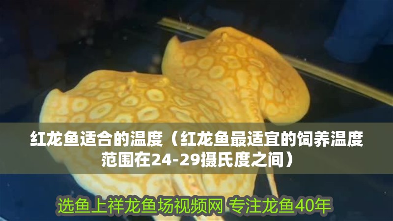 紅龍魚適合的溫度（紅龍魚最適宜的飼養(yǎng)溫度范圍在24-29攝氏度之間）