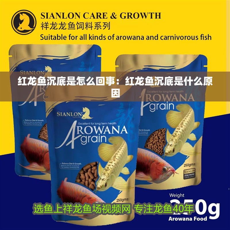 紅龍魚沉底是怎么回事：紅龍魚沉底是什么原因