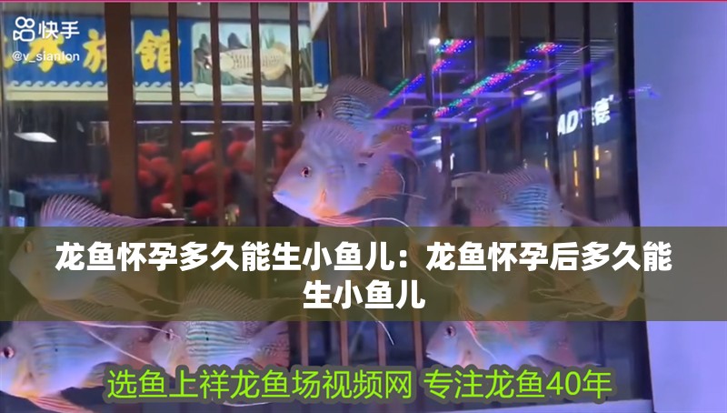 龍魚懷孕多久能生小魚兒：龍魚懷孕后多久能生小魚兒 龍魚懷孕多久能生小魚兒：龍魚懷孕后多久能生小魚兒 龍魚百科