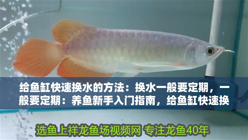 給魚缸快速換水的方法：換水一般要定期，一般要定期：養(yǎng)魚新手入門指南，給魚缸快速換水的方法是什么