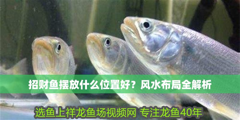招財(cái)魚(yú)擺放什么位置好？風(fēng)水布局全解析