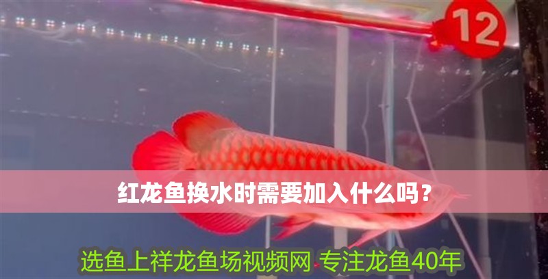 紅龍魚換水時需要加入什么嗎？ 紅龍魚換水時需要加入什么嗎？ 龍魚百科