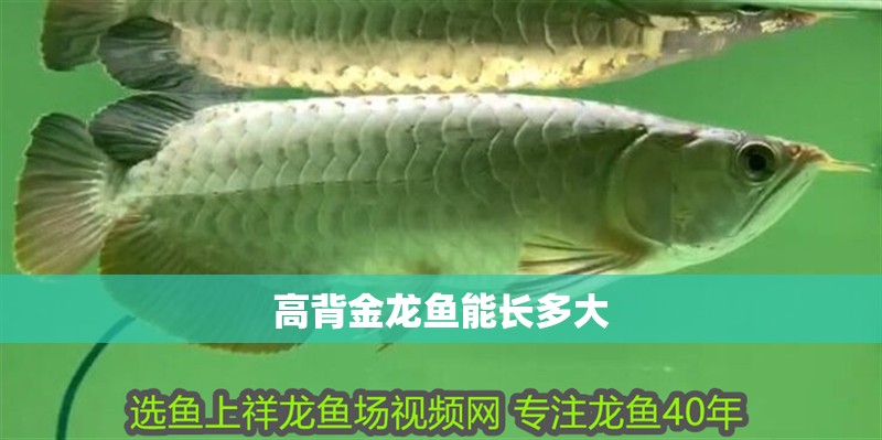高背金龍魚能長(zhǎng)多大