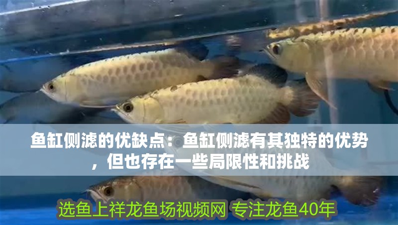 魚缸側濾的優缺點：魚缸側濾有其獨特的優勢，但也存在一些局限性和挑戰