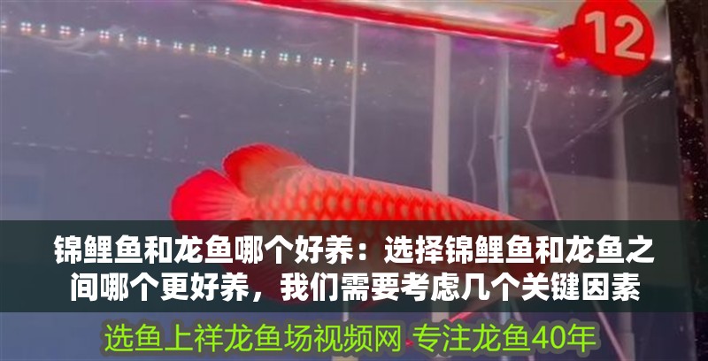 錦鯉魚和龍魚哪個好養：選擇錦鯉魚和龍魚之間哪個更好養，我們需要考慮幾個關鍵因素
