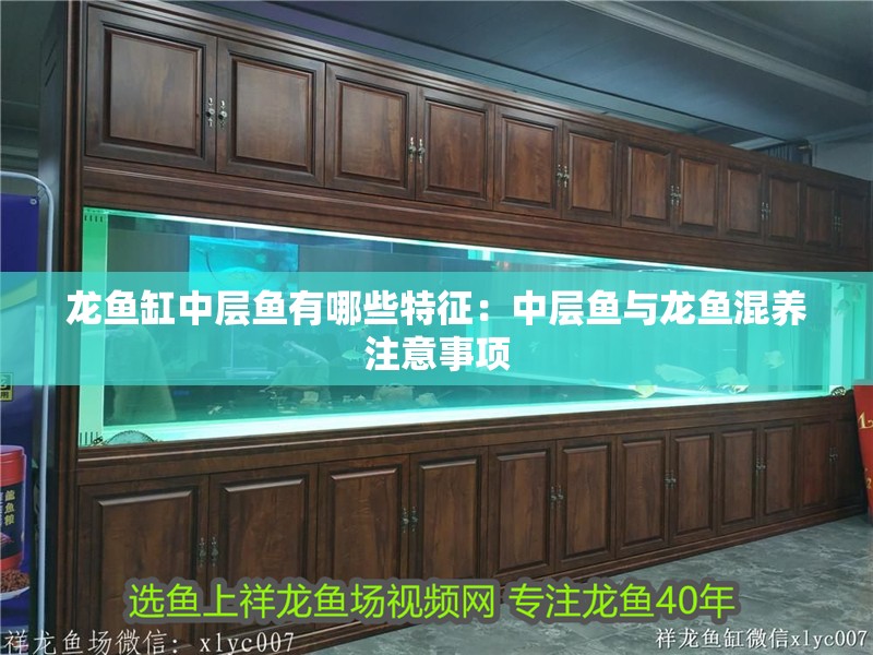 龍魚怕什么 龍魚缸中層魚有哪些特征:中層魚與龍魚混養注意事項 龍魚百科 龍魚缸中層魚有哪些特征:中層魚與龍魚混養注意事項 龍魚缸中層魚有哪些特征:中層魚與龍魚混養注意事項 龍魚百科