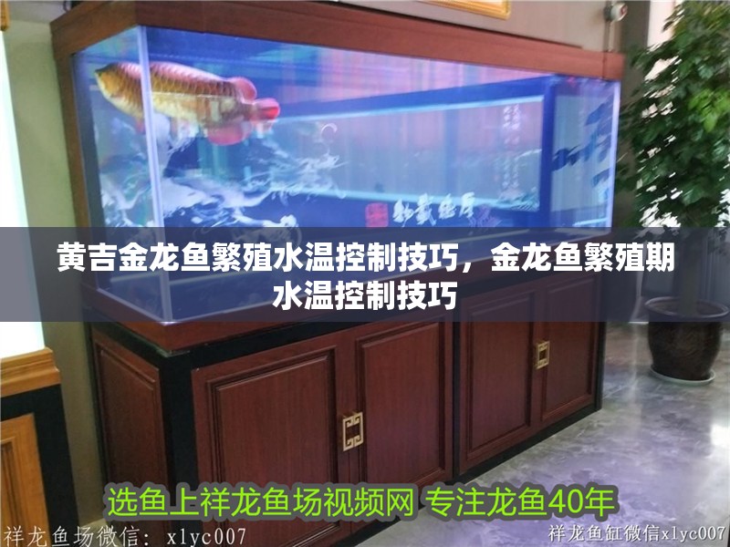 黃吉金龍魚繁殖水溫控制技巧，金龍魚繁殖期水溫控制技巧