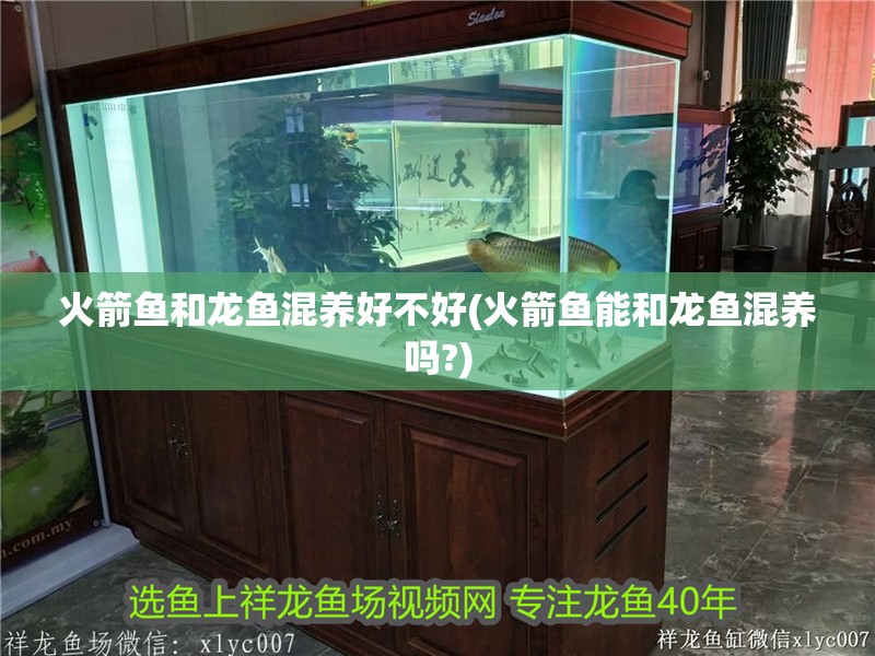 火箭魚和龍魚混養好不好(火箭魚能和龍魚混養嗎?)