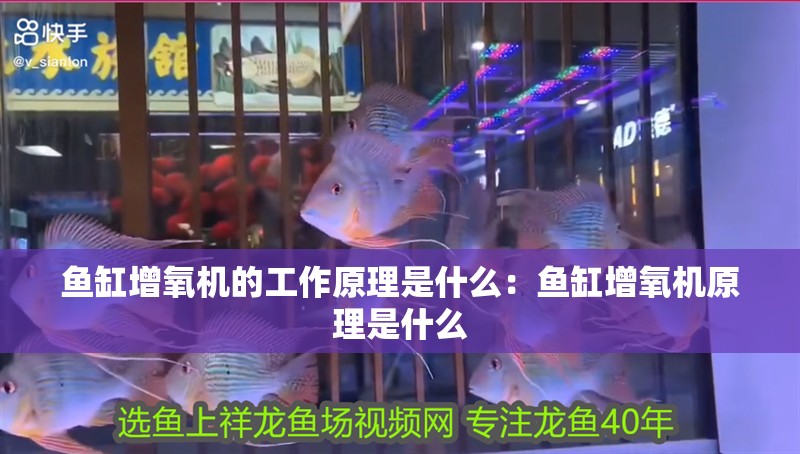 魚(yú)缸增氧機(jī)的工作原理是什么：魚(yú)缸增氧機(jī)原理是什么