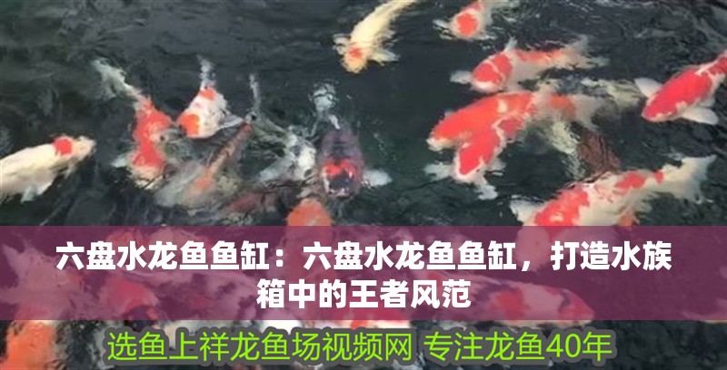 六盤水龍魚魚缸：六盤水龍魚魚缸，打造水族箱中的王者風范 六盤水龍魚魚缸：六盤水龍魚魚缸，打造水族箱中的王者風范 魚缸百科