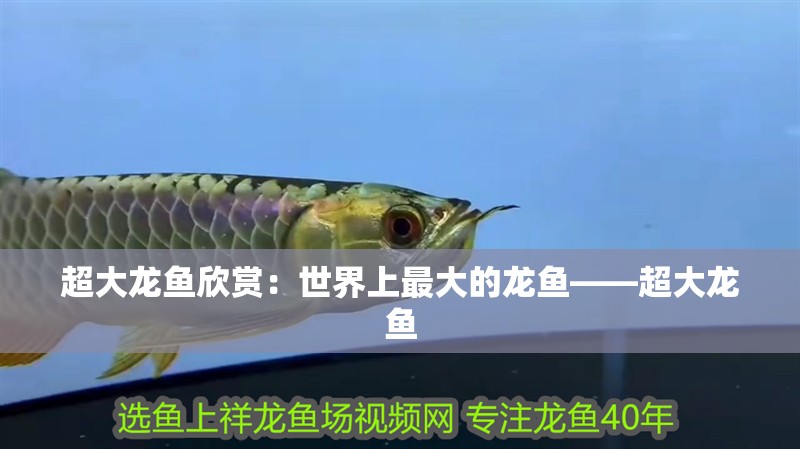 龍魚干蝦有營養嗎 超大龍魚欣賞:世界上最大的龍魚——超大龍魚 龍魚百科 超大龍魚欣賞:世界上最大的龍魚——超大龍魚 超大龍魚欣賞:世界上最大的龍魚——超大龍魚 龍魚百科