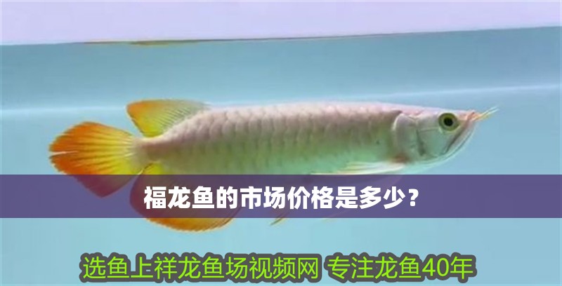 福龍魚的市場價格是多少？ 福龍魚的市場價格是多少？ 龍魚論壇