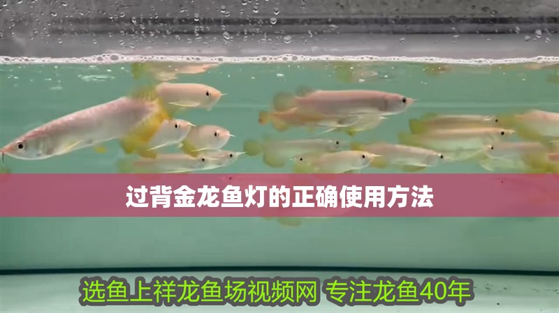 過背金龍魚燈的正確使用方法