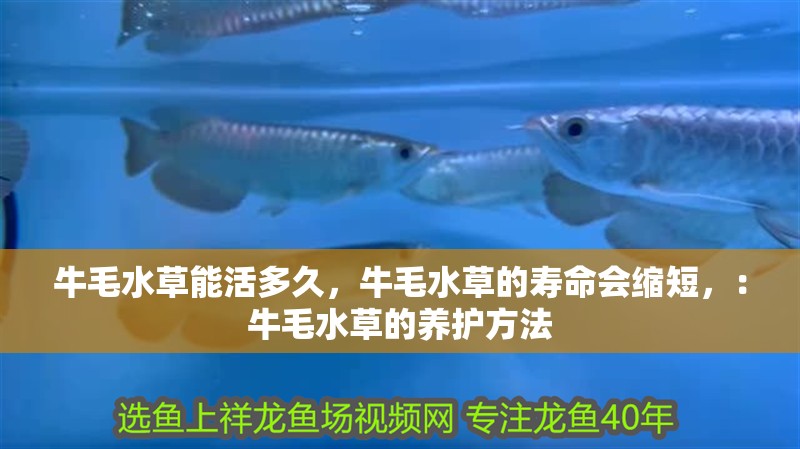 牛毛水草能活多久，牛毛水草的壽命會縮短，：牛毛水草的養護方法