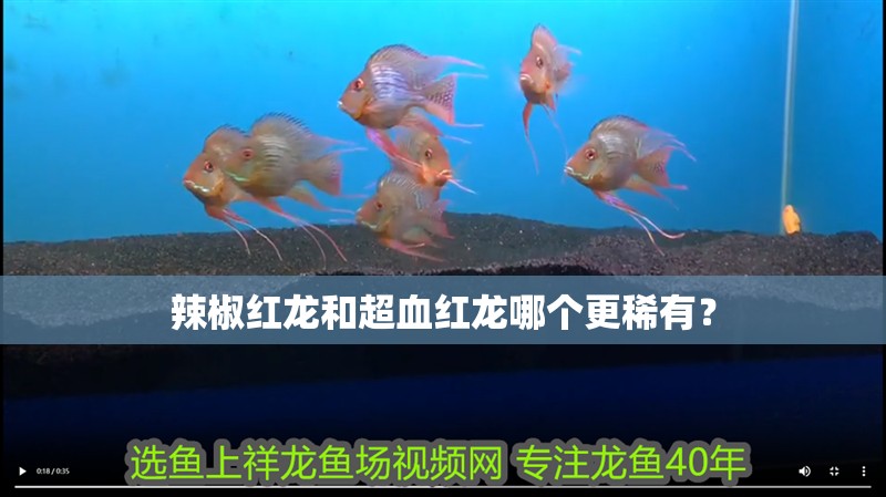 辣椒紅龍和超血紅龍哪個(gè)更稀有？