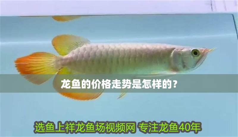 龍魚的價格走勢是怎樣的？ 龍魚的價格走勢是怎樣的？ 全國水族館企業名錄