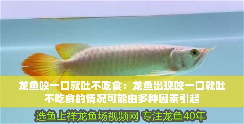 龍魚咬一口就吐不吃食：龍魚出現咬一口就吐不吃食的情況可能由多種因素引起