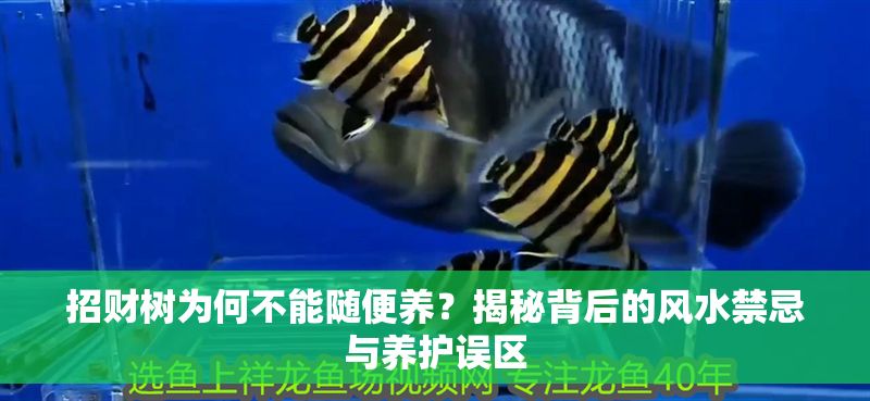 招財樹為何不能隨便養(yǎng)？揭秘背后的風水禁忌與養(yǎng)護誤區(qū)
