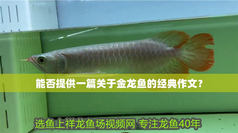 能否提供一篇關于金龍魚的經典作文？