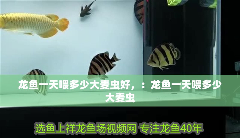 龍魚一天喂多少大麥蟲好，：龍魚一天喂多少大麥蟲