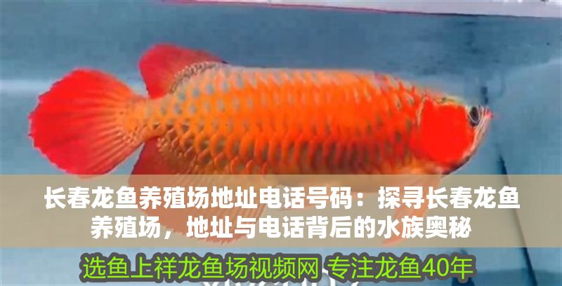 長春龍魚養殖場地址電話號碼：探尋長春龍魚養殖場，地址與電話背后的水族奧秘