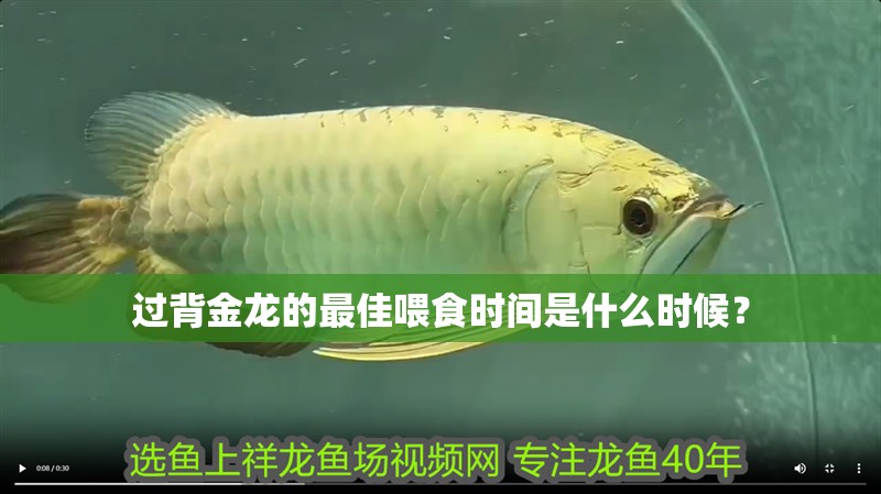 過背金龍的最佳喂食時間是什么時候？
