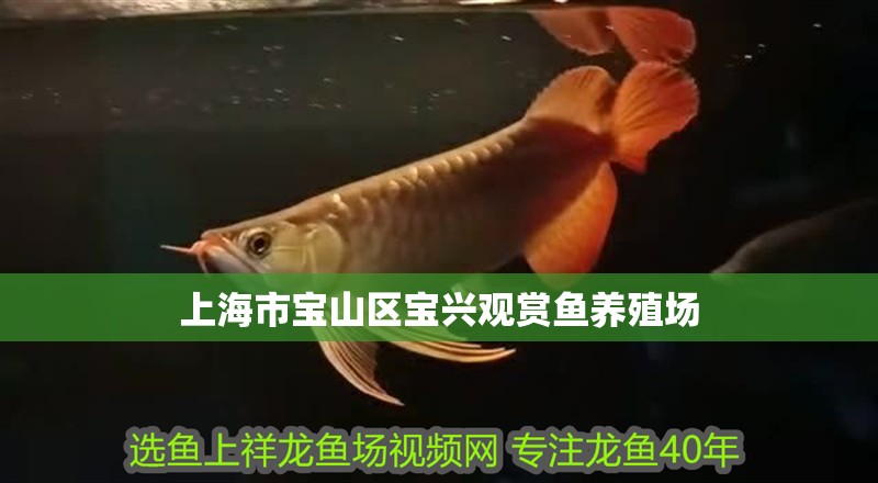 上海市寶山區(qū)寶興觀賞魚養(yǎng)殖場