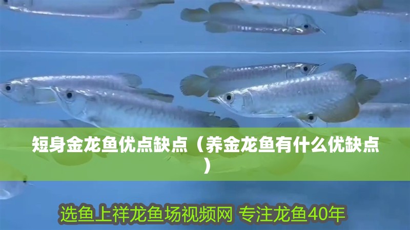 短身金龍魚優(yōu)點缺點（養(yǎng)金龍魚有什么優(yōu)缺點）